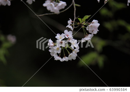 荒尾市四穀神社櫻花， 63990384