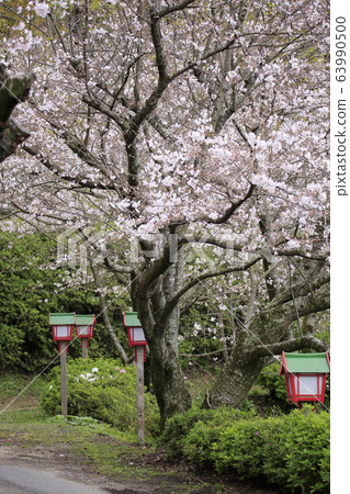 Arao City Yotsuyama Shrine Cherry blossoms, Arao City Yotsuyama Shrine Cherry blossoms, 63990500