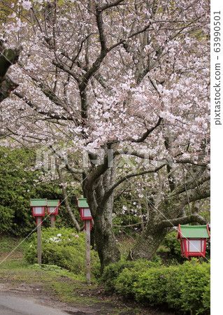 Arao City Yotsuyama Shrine Cherry blossoms, Arao City Yotsuyama Shrine Cherry blossoms, 63990501