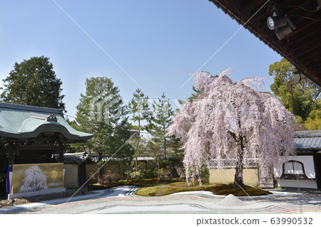 [Kyoto Prefecture] Weeping cherry blossoms at Kodaiji Temple 63990532