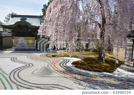 [Kyoto Prefecture] Weeping cherry blossoms at Kodaiji Temple 63990534