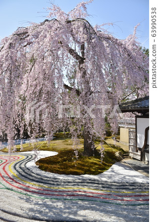 [Kyoto Prefecture] Weeping cherry blossoms at Kodaiji Temple 63990538