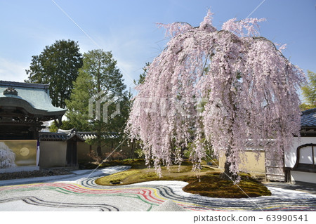 [京都府]高台寺的櫻花盛開 63990541