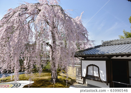 [Kyoto Prefecture] Weeping cherry blossoms at Kodaiji Temple 63990546