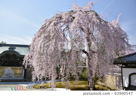 [Kyoto Prefecture] Weeping cherry blossoms at Kodaiji Temple 63990547