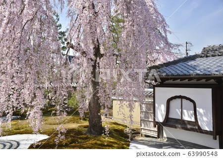 [Kyoto Prefecture] Weeping cherry blossoms at Kodaiji Temple 63990548