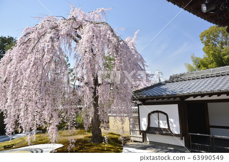 [Kyoto Prefecture] Weeping cherry blossoms at Kodaiji Temple 63990549