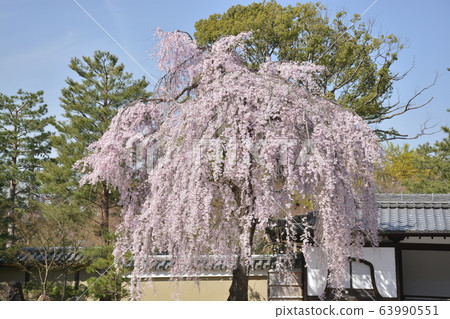 [Kyoto Prefecture] Weeping cherry blossoms at Kodaiji Temple 63990551