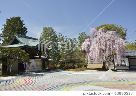 [Kyoto Prefecture] Weeping cherry blossoms at Kodaiji Temple 63990553