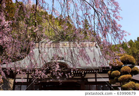 The main hall of Umeiwaji Temple and branches of weeping cherry (1) The main hall of Umeiwaji Temple and branches of weeping cherry (1) 63990679