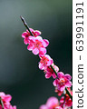 小白 63991191