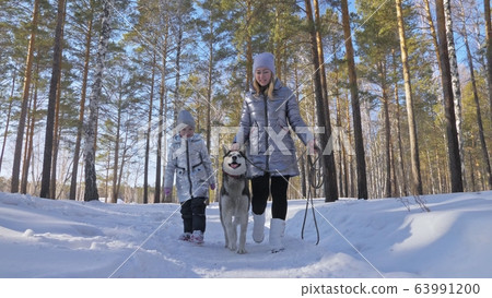 Woman and small child walking running in winter forest with of husky dog. Young mother with daughter in park with huskies dog. Friendship pet human. 63991200