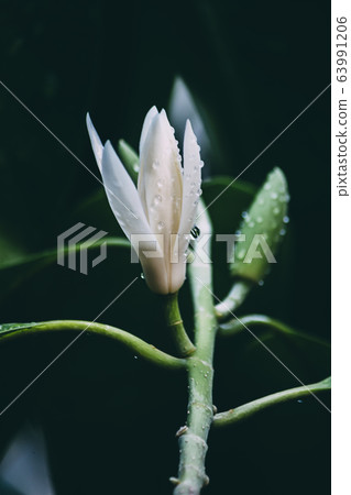 White Champaka flowers on the black background. Vintage flowers tone. 63991206