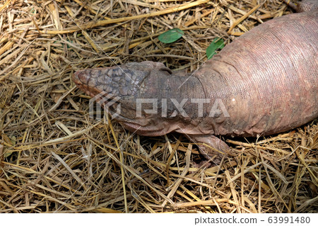 Tegu red lizard from Argentina on ground - Image 63991480