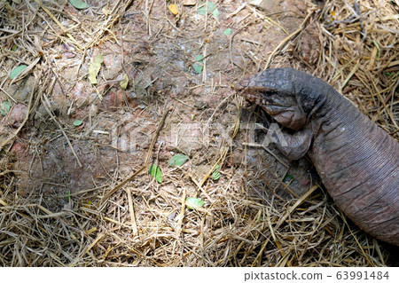Tegu red lizard from Argentina on ground - Image 63991484