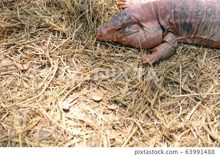 Tegu red lizard from Argentina on ground - Image Tegu red lizard from Argentina on ground - Image 63991488