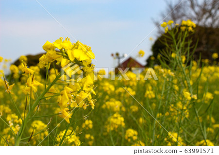 Rapeseed field 63991571