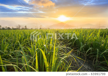 Sugarcane field at sunset. sugarcane is a grass of 63991799