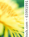 蒲公英 63991991