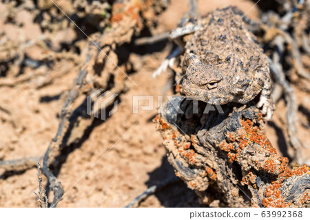 Close portrait of Phrynocephalus helioscopus agama in nature 63992368