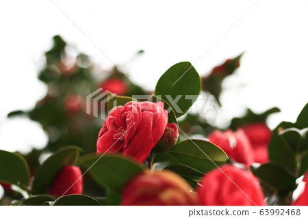 茶花 茶花 63992468