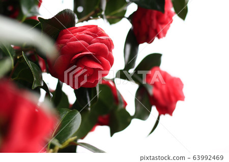 茶花 茶花 63992469