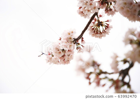 Cherry Blossom Cherry Blossom 63992470