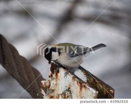 旭山紀念公園的山雀 旭山紀念公園的山雀 63992838