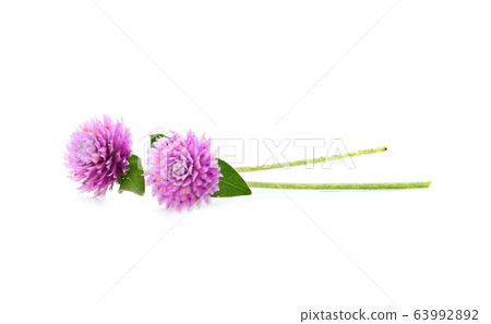Globe amaranth or Gomphrena globosa on white Globe amaranth or Gomphrena globosa on white 63992892