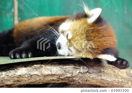 Zoo Popular 63993300