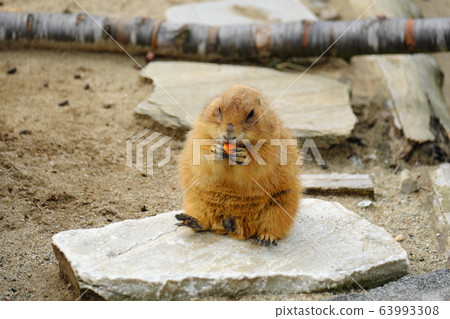 Zoo Popular 63993308