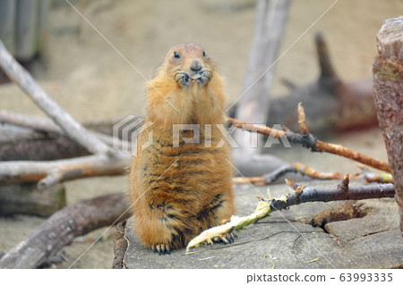 動物園受歡迎 動物園受歡迎 63993335