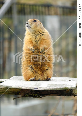 Zoo Popular 63993337