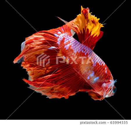 Beautiful betta splendens half moon siamese betta Beautiful betta splendens half moon siamese betta 63994335