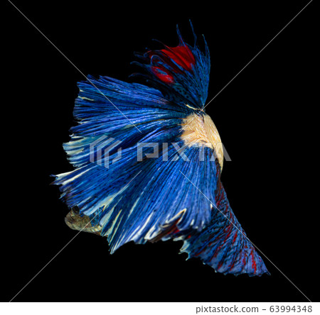 Beautiful betta splendens half moon siamese betta Beautiful betta splendens half moon siamese betta 63994348
