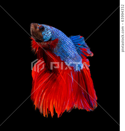 Beautiful betta splendens half moon siamese betta Beautiful betta splendens half moon siamese betta 63994352
