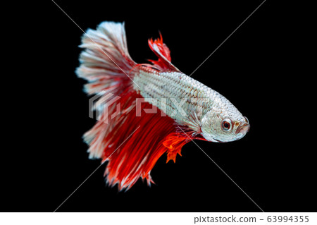 Beautiful betta splendens half moon siamese betta Beautiful betta splendens half moon siamese betta 63994355