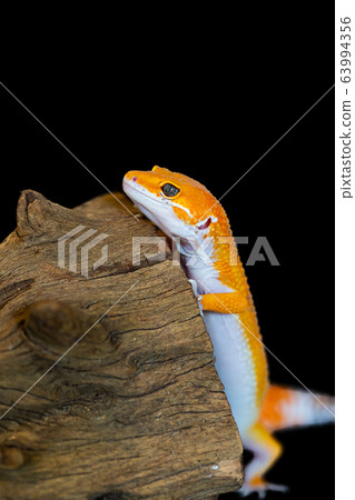 Leopard gecko lizard, close up macro. Cute Leopard Leopard gecko lizard, close up macro. Cute Leopard 63994356