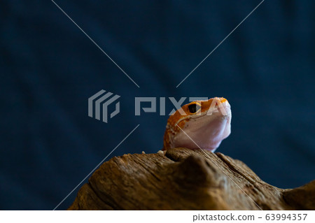 Leopard gecko lizard, close up macro. Cute Leopard Leopard gecko lizard, close up macro. Cute Leopard 63994357
