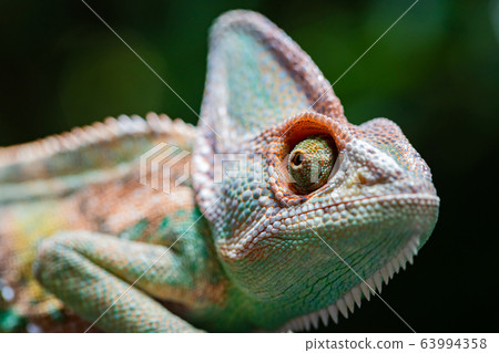 Veiled chameleon (chamaeleo calyptratus) in Veiled chameleon (chamaeleo calyptratus) in 63994358