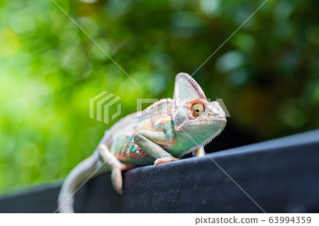 Veiled chameleon (chamaeleo calyptratus) in Veiled chameleon (chamaeleo calyptratus) in 63994359