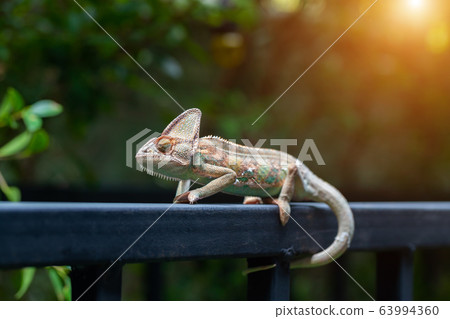 Veiled chameleon (chamaeleo calyptratus) in Veiled chameleon (chamaeleo calyptratus) in 63994360