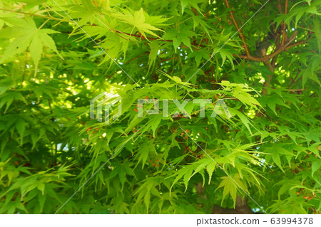 Downy japanese maple tree, young green leaves Downy japanese maple tree, young green leaves 63994378