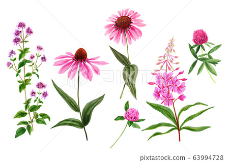 Set Of Wild Field Flowers And Herbs Watercolor Stock Illustration 63994728 Pixta