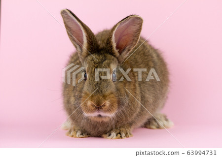 brown cute fluffy rabbit sitting on a colored background in the Studio. brown cute fluffy rabbit sitting on a colored background in the Studio. 63994731