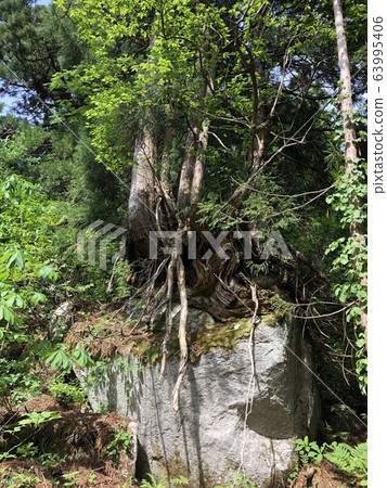 su木（立山雪松） 63995406