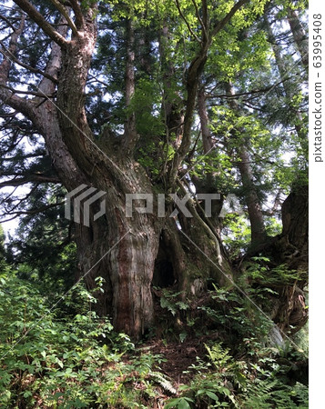 Dosugi (Tateyama cedar) 63995408