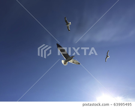 Seagulls play in the sky over the sea in the rays of the bright sun. 63995495