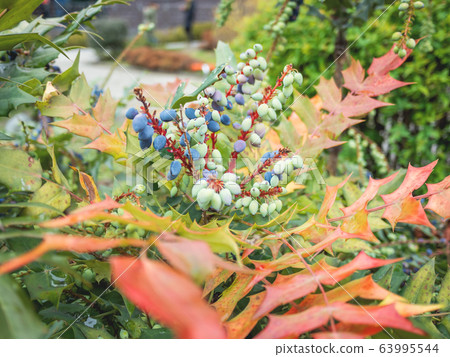 Mahonia aquifolium or Oregon grape. Blue berries with bright green and red leaves. 63995544