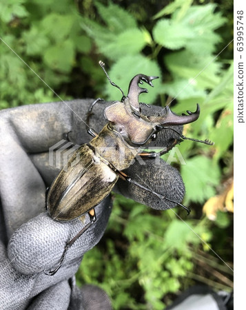 Stag beetle Lucanus maculifemoratus 63995748